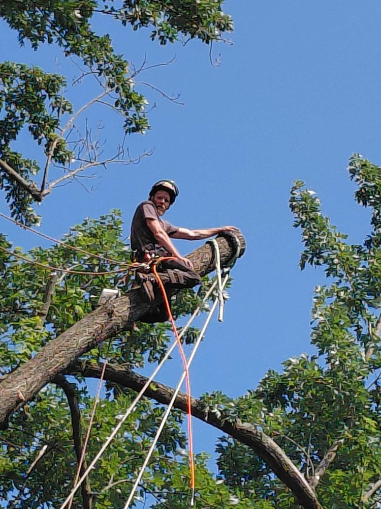 Arborist rigged in an oak canopy taking down a large limb