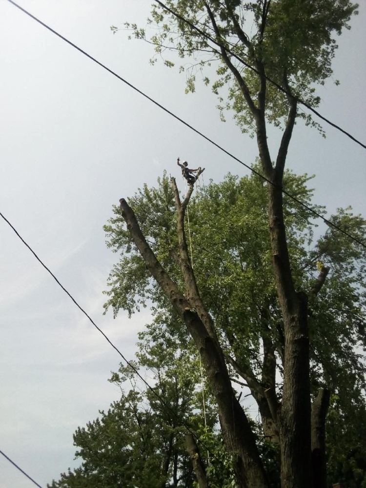 Arborist at the top of a tall tree between power lines