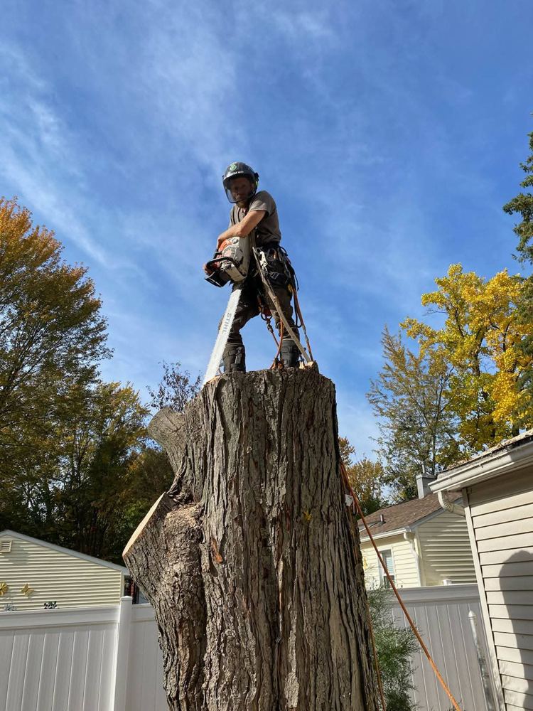 Climber standing on a tall tree stump with a chainsaw after a removal